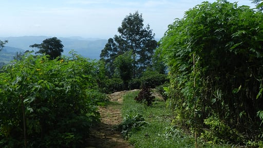 Haldummulla Estate Garden