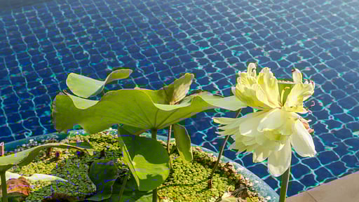 Villa Alpha Swimming pool