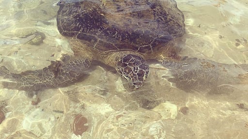 Indie Beachouse Otros