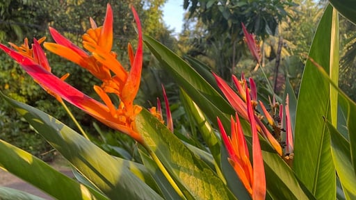 Indie Beachouse Otros