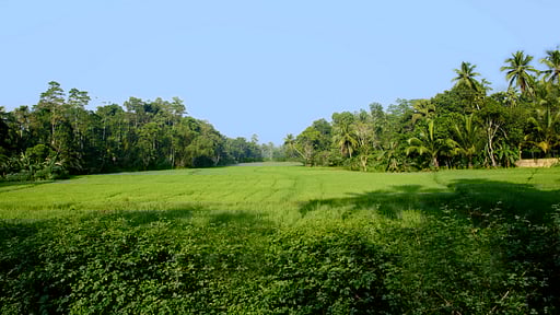 Ivory House Surroundings