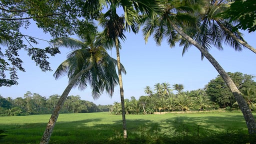 Ivory House Surroundings