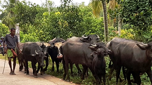 Koggala House Others