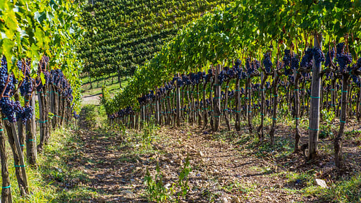 Villa La Maccinaia 10 Garden