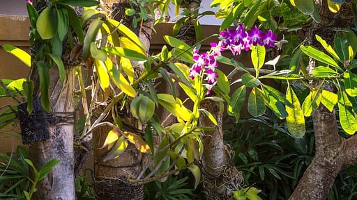 Lakshmi Villa Kawi Others