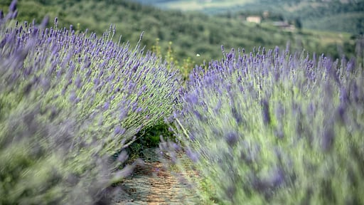 Luxury Chianti Four Others