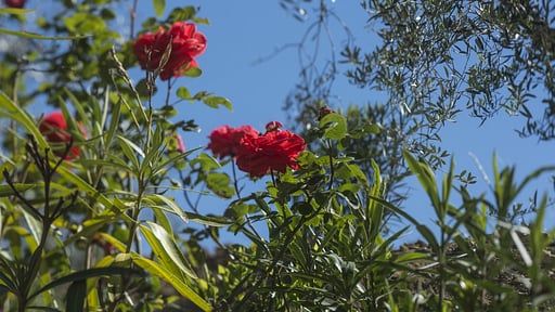 Luxury Chianti Four Others