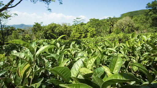 Mountbatten Bungalow Surroundings