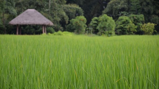 Pa Sak Tong Estate Surroundings