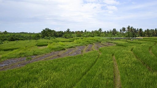 Paddy View Villa Alentours