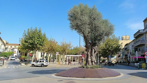 Villa Rafal des Turó Surroundings