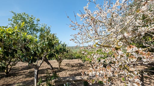 Villa Sa Caseta des Padrí Окрестности