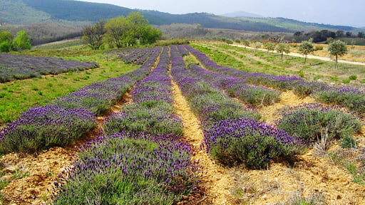 Villa Santa Barbera Andere