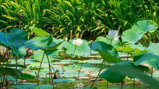Sergeant House Garden