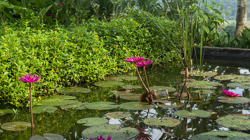 Sisindu Tea Estate Others