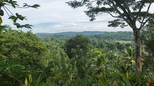 Sisindu Tea Estate Others