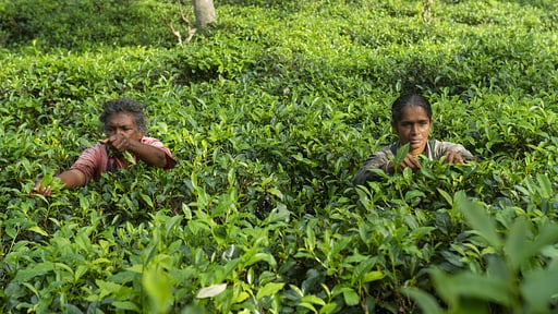 Sisindu Tea Estate Others