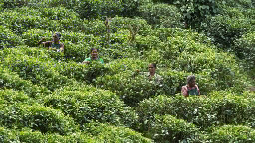 Sisindu Tea Estate Others