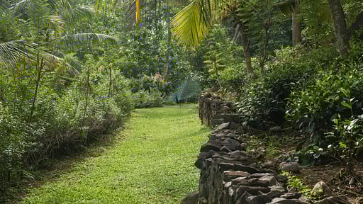 Sisindu Tea Estate Garden