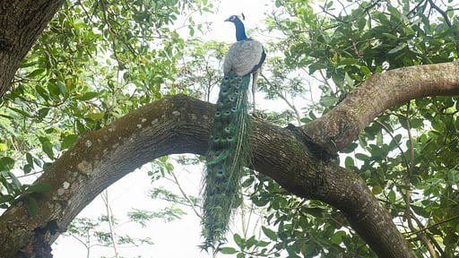 Sisindu Tea Estate Others