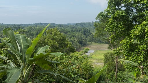 Sisindu Tea Estate Others