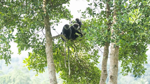 Sisindu Tea Estate Others