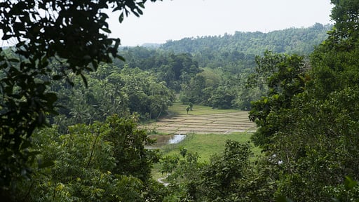 Sisindu Tea Estate Others
