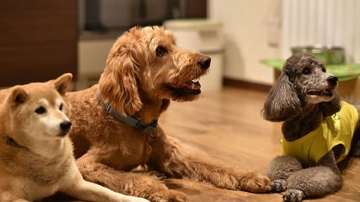 SnowDog Village Three Bedroom Penthouse Others 