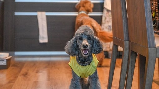 SnowDog Village Three Bedroom Penthouse Others 