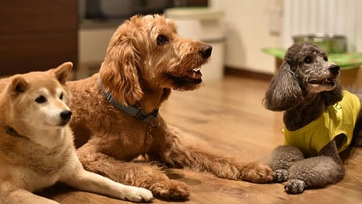 SnowDog Village Studio Room Others