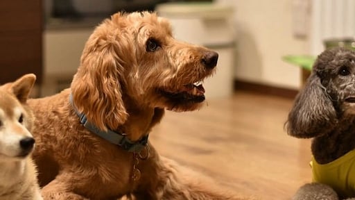 SnowDog Village Studio Suite Others