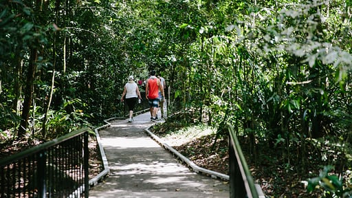 The Cassowary Surroundings