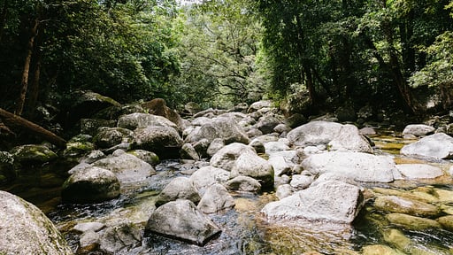 The Cassowary Surroundings
