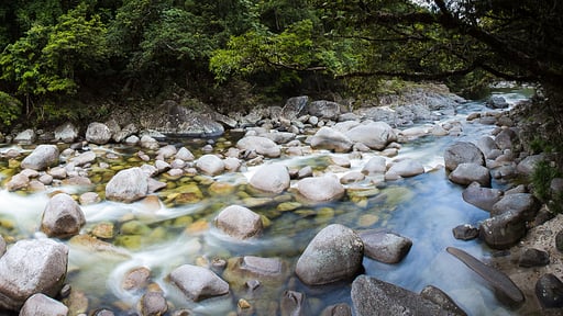 The Cassowary Surroundings