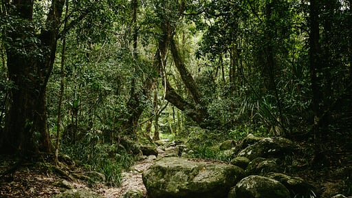 The Cassowary Surroundings
