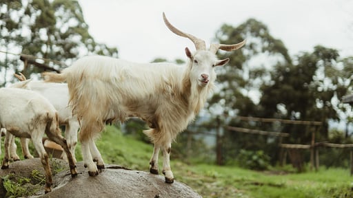 The Cavern Villa Others 