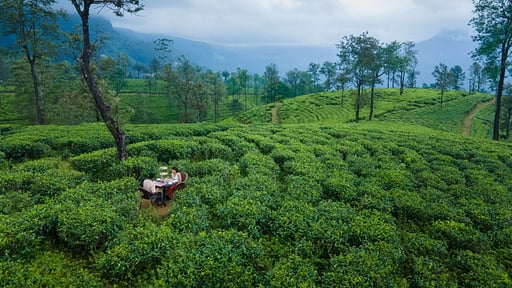 The Lavender House Alentours