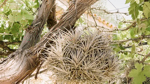 The Old Cottage Others