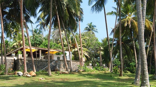 The Saffron House Garden