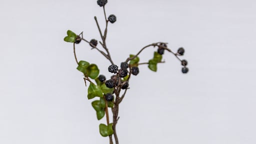 The Vale Niseko 2 Bedroom Resort Deluxe Others 