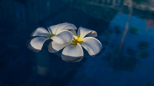 Trisara Ocean Front Residence 31 Others