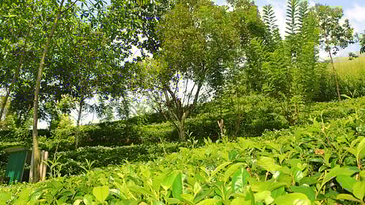 Villa Aqua Dunhinda Surroundings