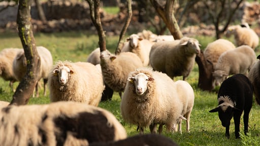 Villa Can Bet Surroundings