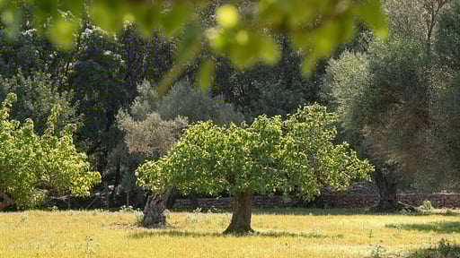 Villa Can Bet Surroundings