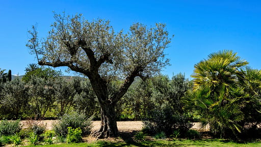Villa Can Jaume Arabi Surroundings