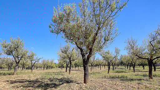 Villa Cas Frares Прочее