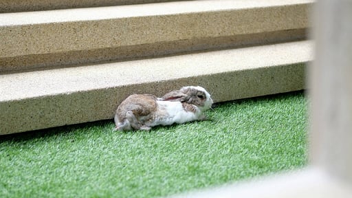 Villa Cascade Garden