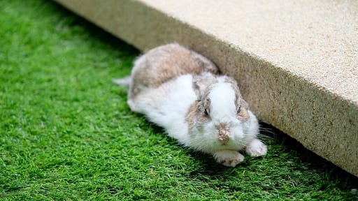 Villa Cascade Garden