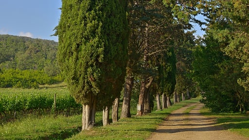Villa Cutignolo Podere Others