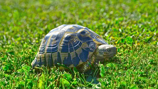 Villa Duna Piccola Others